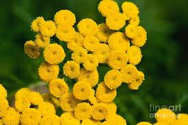 Image result for Tanacetum vulgare