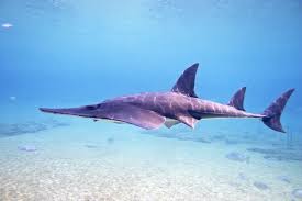 Image result for Rhynchobatus djiddensis