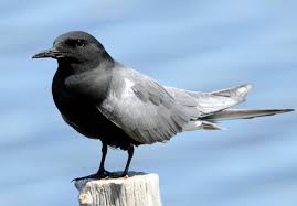 Attēlu rezultāti vaicājumam “Chlidonias niger”