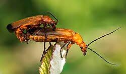 Attēlu rezultāti vaicājumam “Rhagonycha fulva”