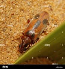 Attēlu rezultāti vaicājumam “Notoxus monoceros”