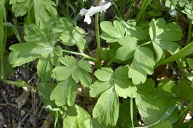 Attēlu rezultāti vaicājumam “Corydalis cava leaf”