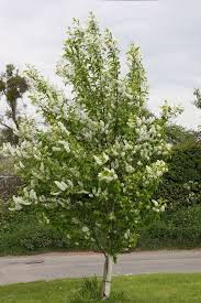 Attēlu rezultāti vaicājumam “Prunus padus var. roseiflora flower”