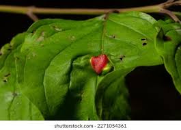 Attēlu rezultāti vaicājumam “Pontania proxima”