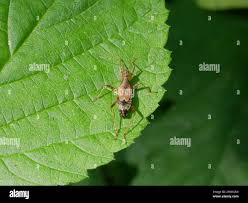 Attēlu rezultāti vaicājumam “Himacerus apterus”