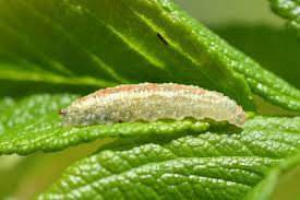 Attēlu rezultāti vaicājumam “Syrphus larva”