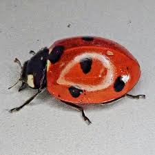 Attēlu rezultāti vaicājumam “Coccinella septempunctata”