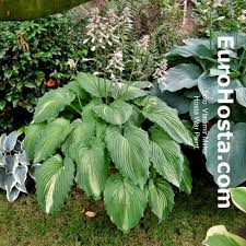 Image result for Hosta Warpaint