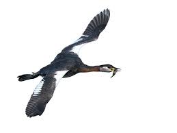 Attēlu rezultāti vaicājumam “Podiceps grisegena”