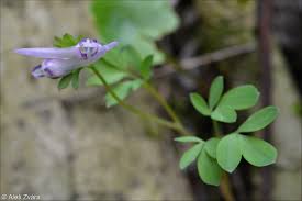 Attēlu rezultāti vaicājumam “Corydalis intermedia fruit”