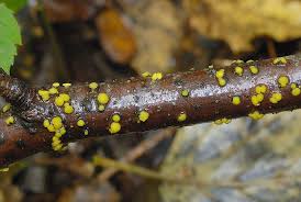 Attēlu rezultāti vaicājumam “Bisporella citrina”