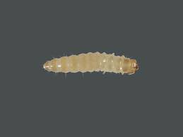 Attēlu rezultāti vaicājumam “Orthosia sp. larva”
