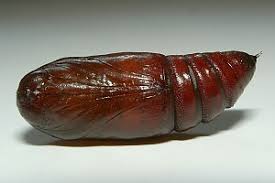 Attēlu rezultāti vaicājumam “Orthosia populeti”