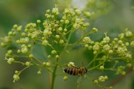 Attēlu rezultāti vaicājumam “Acer tataricum subsp. ginnala bud”