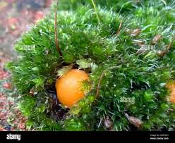 Attēlu rezultāti vaicājumam “Octospora humosa”