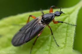 Attēlu rezultāti vaicājumam “Bibionidae female”