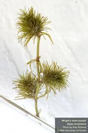 Attēlu rezultāti vaicājumam “Najadaceae”