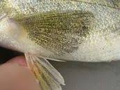 Image result for Menticirrhus americanus