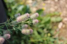 Attēlu rezultāti vaicājumam “Trifolium arvense flower”