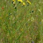 Attēlu rezultāti vaicājumam “Crepis tectorum”