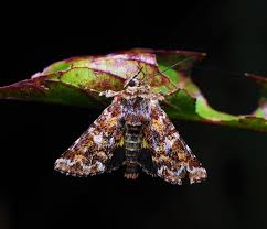 Attēlu rezultāti vaicājumam “Anarta myrtilli”