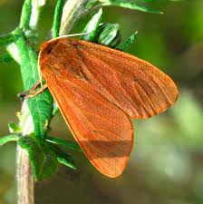 Attēlu rezultāti vaicājumam “Phragmatobia fuliginosa imago”