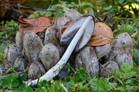 Attēlu rezultāti vaicājumam “Coprinus atramentarius”