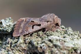 Attēlu rezultāti vaicājumam “Orthosia gothica”