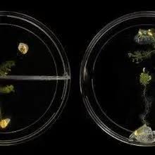 Attēlu rezultāti vaicājumam “Physarum nitens plasmodium”