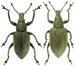 Attēlu rezultāti vaicājumam “Chlorophanus viridis”