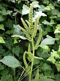Attēlu rezultāti vaicājumam “Amaranthus retroflexus”