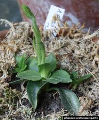 Attēlu rezultāti vaicājumam “Goodyera repens fruit”