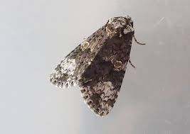 Attēlu rezultāti vaicājumam “Craniophora ligustri larva”