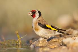 Attēlu rezultāti vaicājumam “Carduelis carduelis adult”