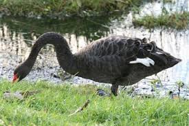 Attēlu rezultāti vaicājumam “Anseriformes”