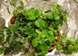 Image result for Lobelien