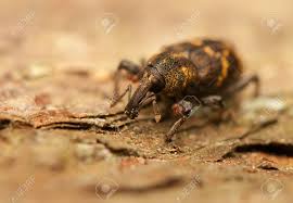 Attēlu rezultāti vaicājumam “Hylobius abietis”