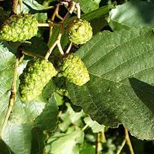Attēlu rezultāti vaicājumam “Alnus glutinosa fruit”