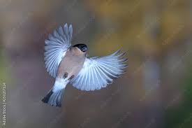 Attēlu rezultāti vaicājumam “Pyrrhula pyrrhula female”