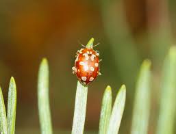 Attēlu rezultāti vaicājumam “Myrrha octodecimguttata”