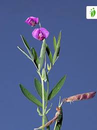 Attēlu rezultāti vaicājumam “Lathyrus sylvestris fruit”