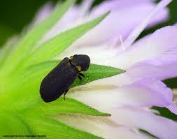 Attēlu rezultāti vaicājumam “Anobium pertinax”