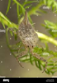 Attēlu rezultāti vaicājumam “Nepa cinerea nymph”