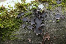 Attēlu rezultāti vaicājumam “Biscogniauxia granmoi”