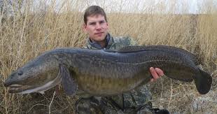 Image result for Lota lota