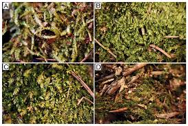 Attēlu rezultāti vaicājumam “Plagiothecium latebricola”