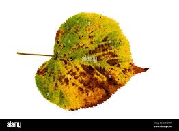 Attēlu rezultāti vaicājumam “Tilia x vulgaris”