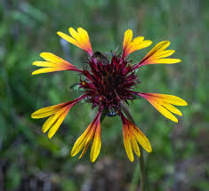 Image result for Gaillardia