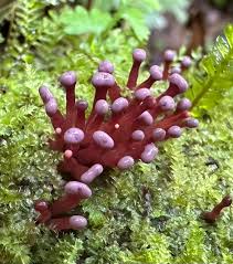 Attēlu rezultāti vaicājumam “Ascocoryne cylichnium”