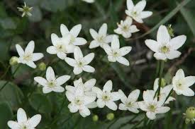 Attēlu rezultāti vaicājumam “Parnassiaceae”